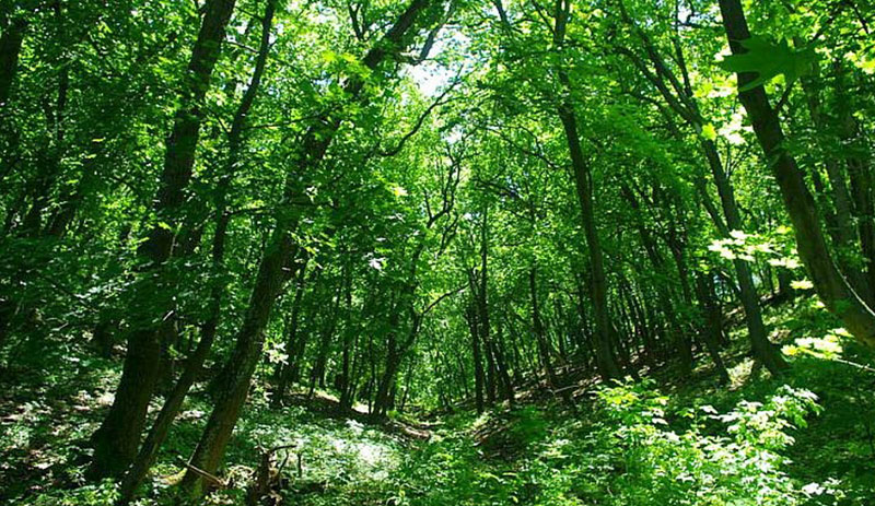 Máriamajori-erdő