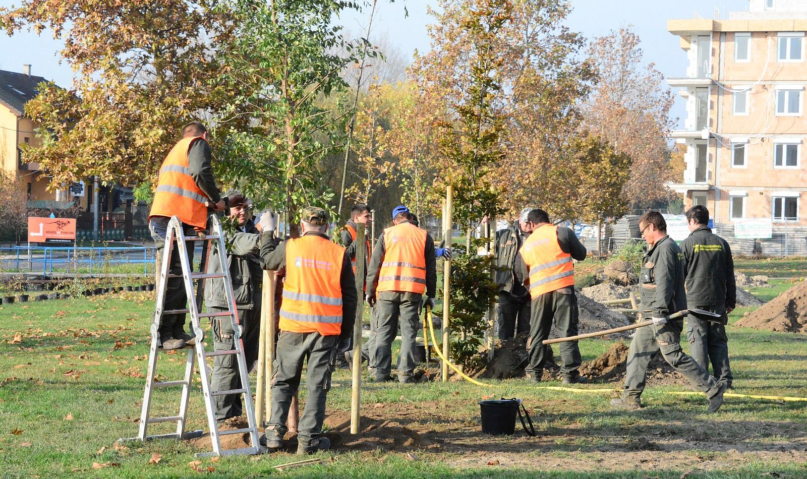 Hétezer fát ültetünk ősszel és kora tavasszal Fehérváron