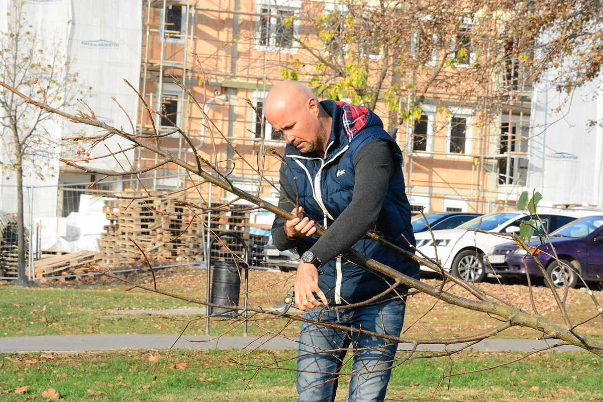 Elkezdtük a tél végi metszéseket a város parkjaiban