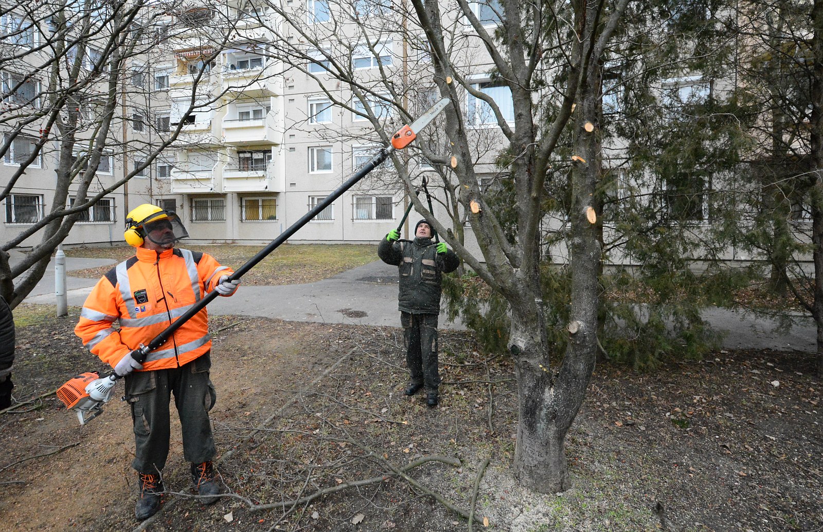 Elkezdtük a tél végi metszést Székesfehérváron