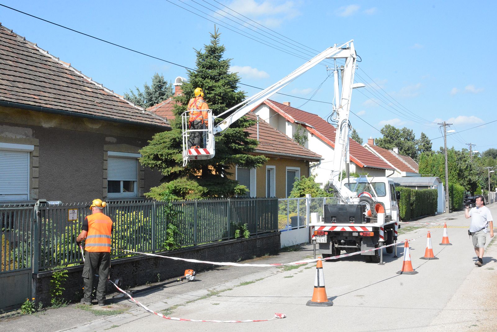 Jövő héten kezdődik a légvezetékek alatt található fák gallyazása Fehérváron