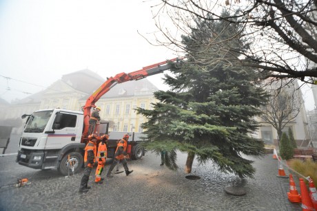 Megérkezett a Városház térre Székesfehérvár idei karácsonyfája