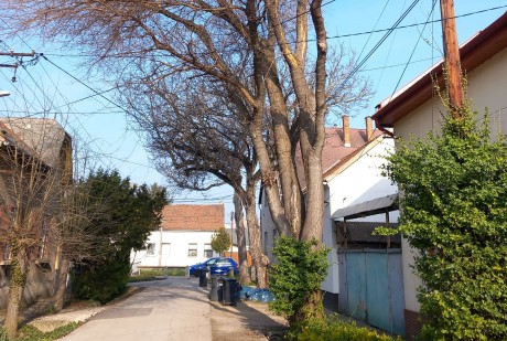 Balesetveszélyes, korhadt és száraz fákat vág ki a Városgondnokság a napokban