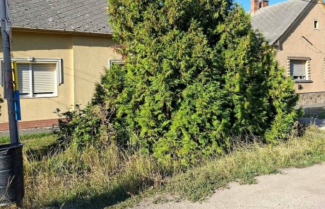 Csőtörés miatt, a vezeték fölé ültetett tuját kell kivágni