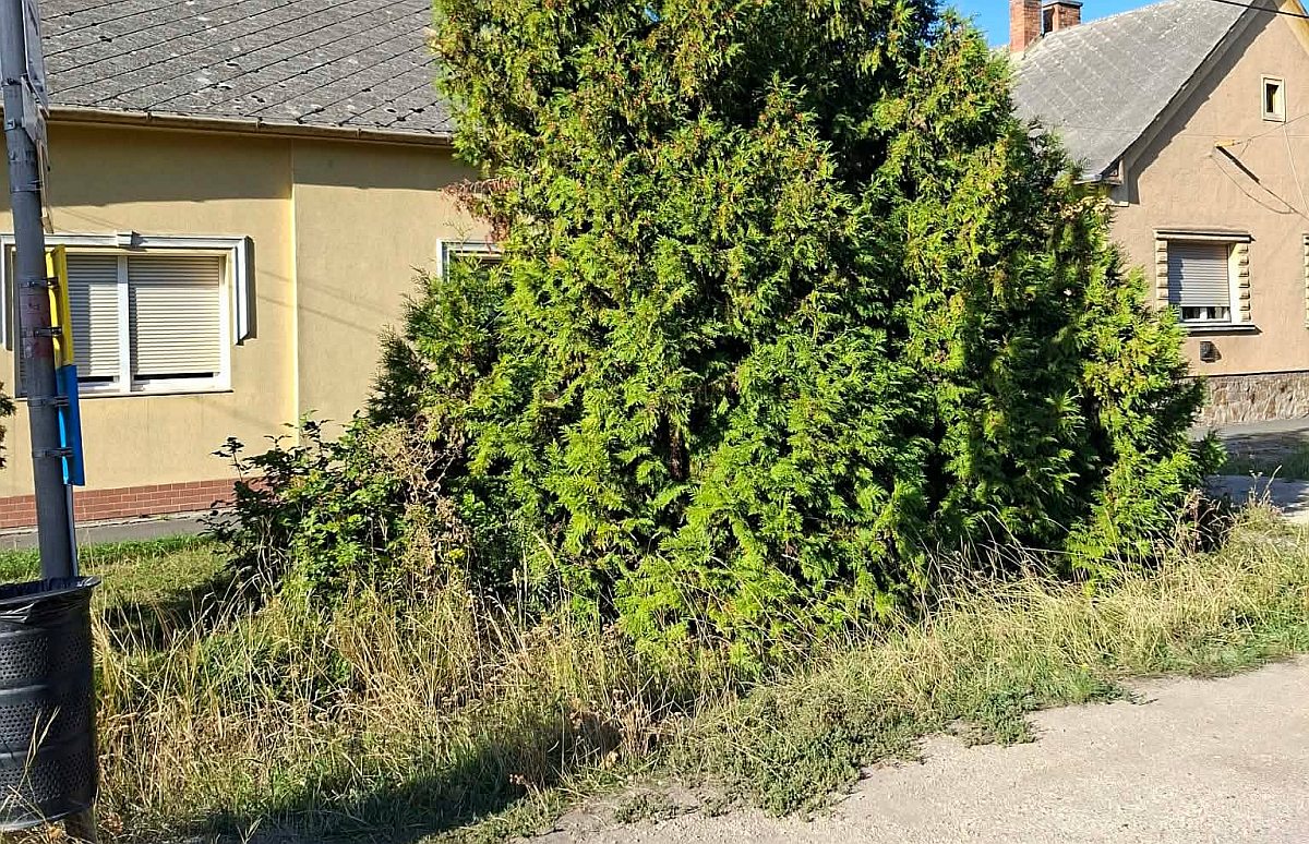 Csőtörés miatt, a vezeték fölé ültetett tuját kell kivágni